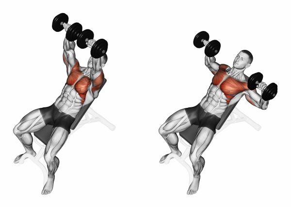 Illustration of the inclined dumbbell bench press
